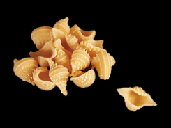 Conchiglie-Barone d.o.o.