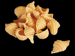 Školjke - velike-Conchiglie grandi all`uovo-Barone d.o.o.