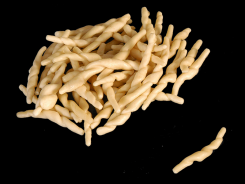 Trofie-Trofie-Barone d.o.o.