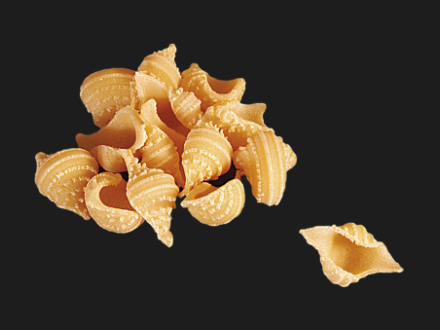 Conchiglie-Barone d.o.o.