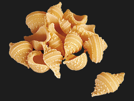 Školjke - velike-Conchiglie grandi all`uovo-Barone d.o.o.